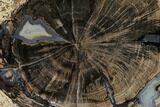 Wide, Petrified Wood (Schinoxylon) Limb - Blue Forest, Wyoming #172079-2